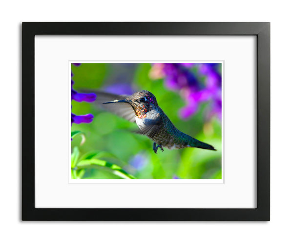 Anna's Hummingbird, San Juan Capistrano, CA, by Robert Ross