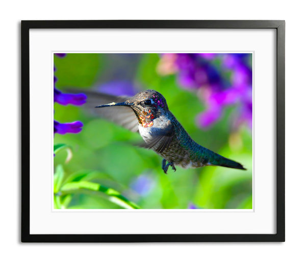 Anna's Hummingbird, San Juan Capistrano, CA, by Robert Ross