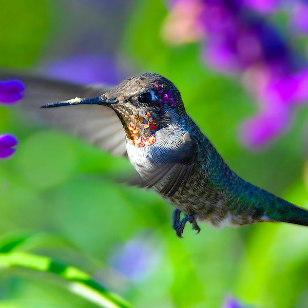 Anna's Hummingbird, San Juan Capistrano, CA, by Robert Ross