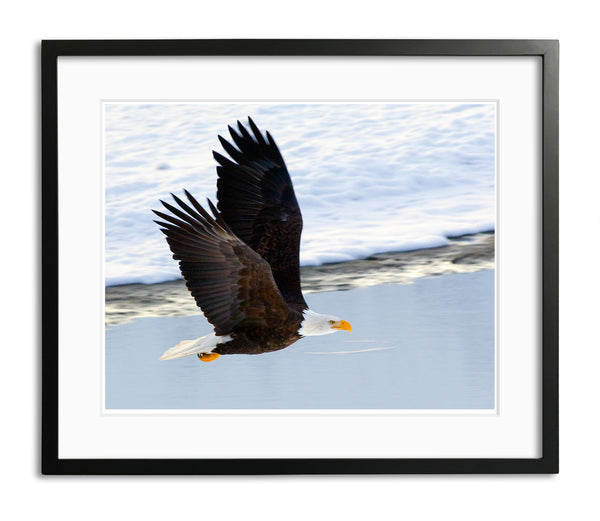 Magnificent Bald Eagle, Haines, Alaska, by Robert Ross