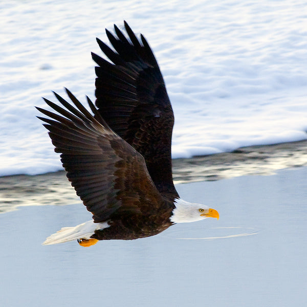 Magnificent Bald Eagle, Haines, Alaska, by Robert Ross