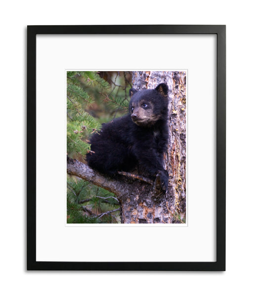Black Bear Cub, Yellowstone, by Robert Ross