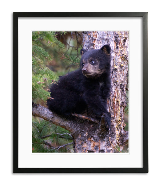 Black Bear Cub, Yellowstone, by Robert Ross