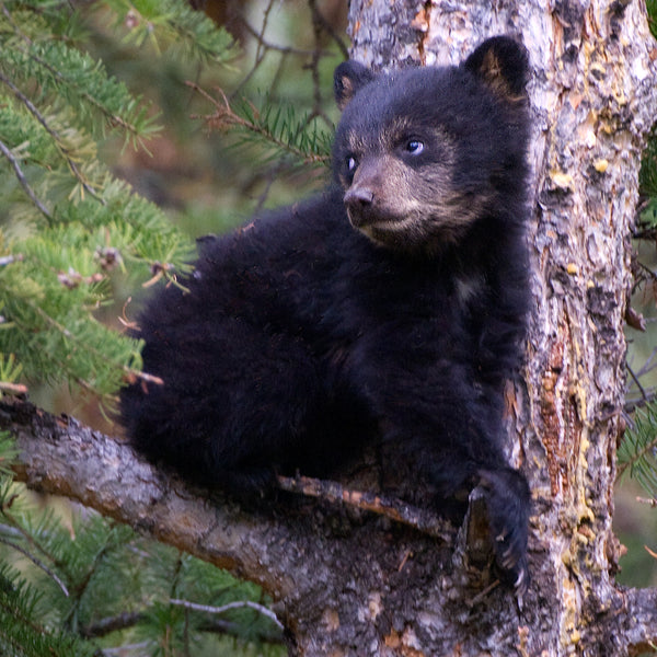 Black Bear Cub, Yellowstone, by Robert Ross