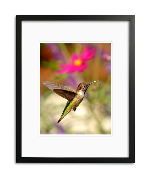 Caught in Flight, Anna's Hummingbird, San Juan Capistrano, CA, by Robert Ross