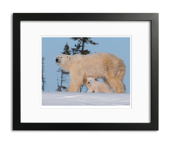 First day out, Polar Bear Cubs, Watchee, Canada, by Robert Ross