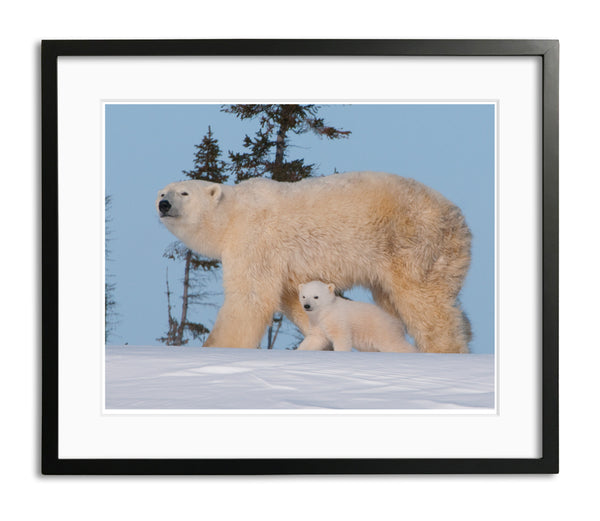 First day out, Polar Bear Cubs, Watchee, Canada, by Robert Ross