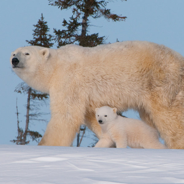 First day out, Polar Bear Cubs, Watchee, Canada, by Robert Ross