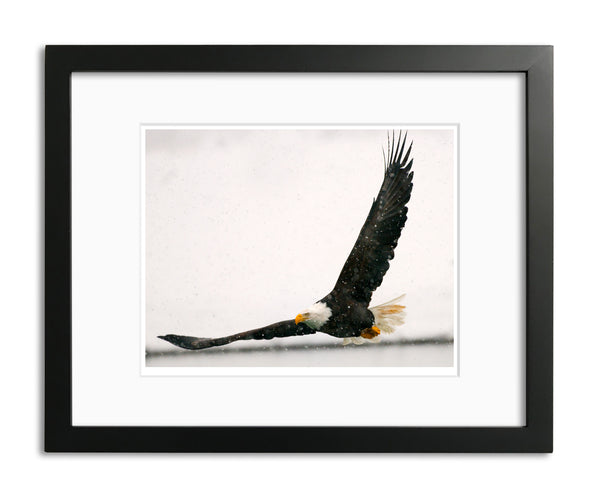 Flying Low, Bald Eagle, Haines, Alaska, by Robert Ross
