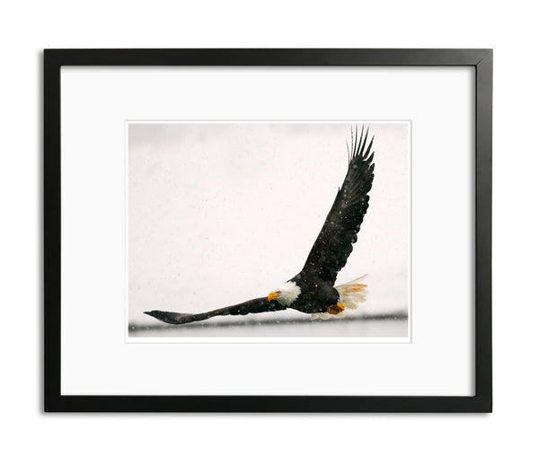 Flying Low, Bald Eagle, Haines, Alaska, by Robert Ross
