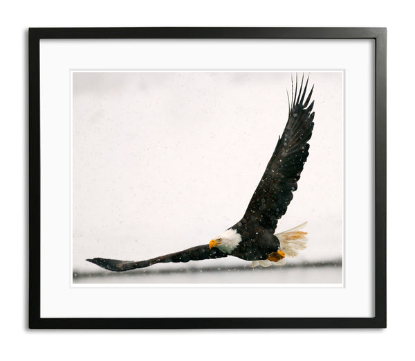 Flying Low, Bald Eagle, Haines, Alaska, by Robert Ross