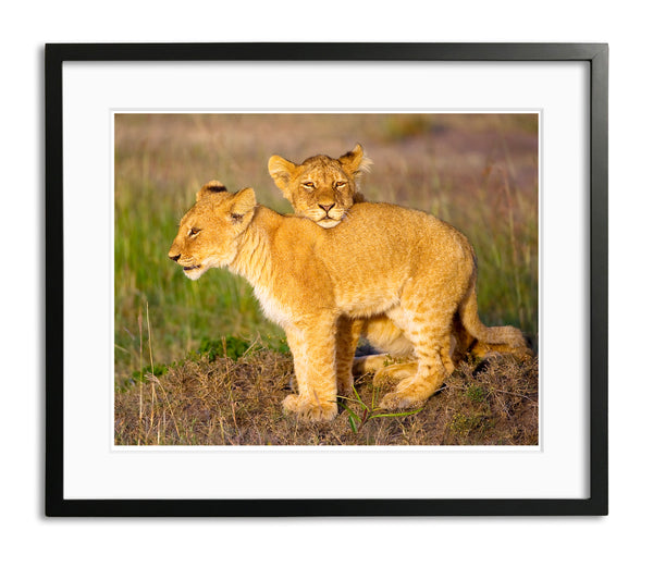 He's Not Heavy He's My Brother, Lion cubs, Tanzania, by Robert Ross