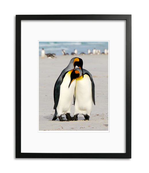 I Love You, King Penguins, Falkland Islands, by Robert Ross