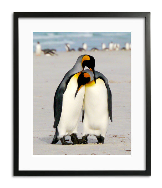 I Love You, King Penguins, Falkland Islands, by Robert Ross
