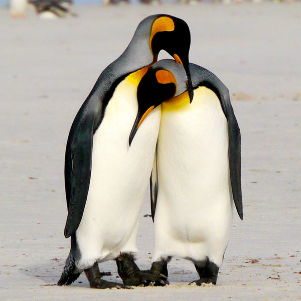 I Love You, King Penguins, Falkland Islands, by Robert Ross