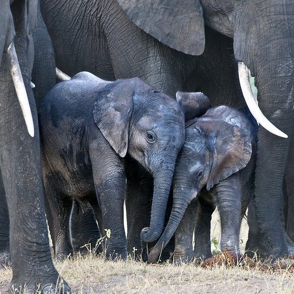 In the Play Pen, Botswana, by Robert Ross