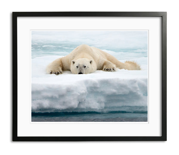 Just a Little Closer, Polar Bear on ice flow in the Arctic, by Robert Ross