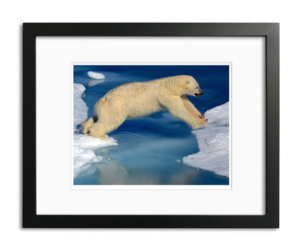 Leap of Faith, Polar Bear in the Arctic, by Robert Ross