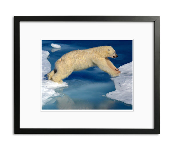 Leap of Faith, Polar Bear in the Arctic, by Robert Ross