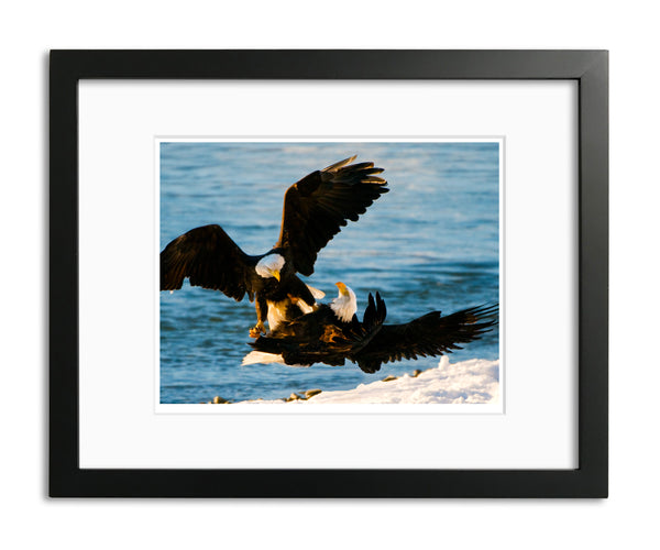 Mating Bald Eagles, Haines, Alaska, by Robert Ross