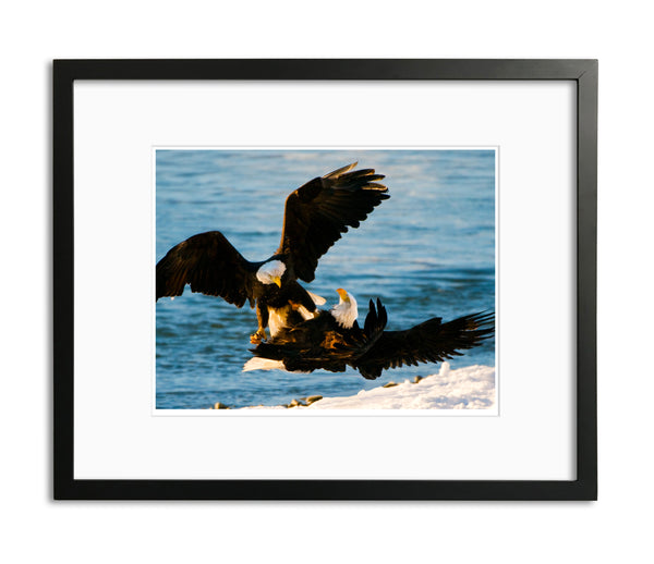 Mating Bald Eagles, Haines, Alaska, by Robert Ross