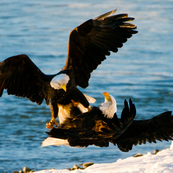 Mating Bald Eagles, Haines, Alaska, by Robert Ross