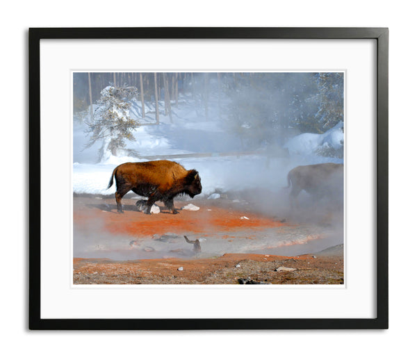 Moment in Time, American Bison, by Robert Ross