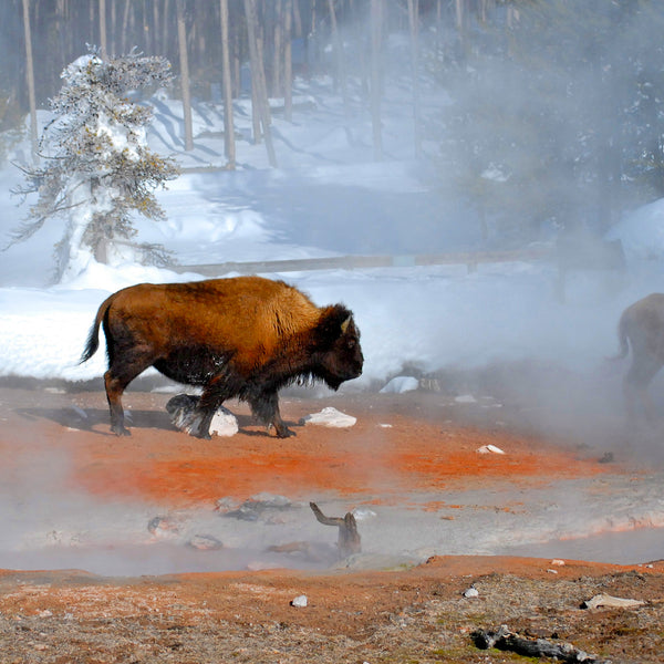 Moment in Time, American Bison, by Robert Ross