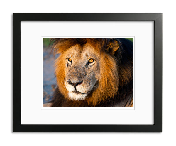 Old Man, Male Lion, Kenya, by Robert Ross