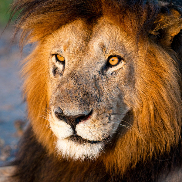Old Man, Male Lion, Kenya, by Robert Ross