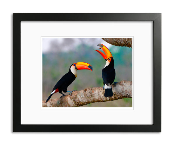 Pop that Seed, Taco Toucan, Brazil, by Robert Ross