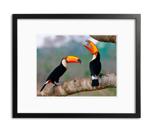 Pop that Seed, Taco Toucan, Brazil, by Robert Ross