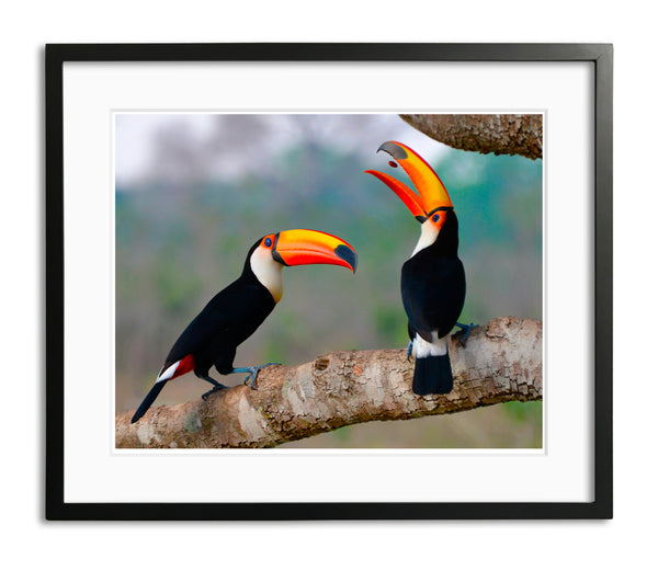 Pop that Seed, Taco Toucan, Brazil, by Robert Ross