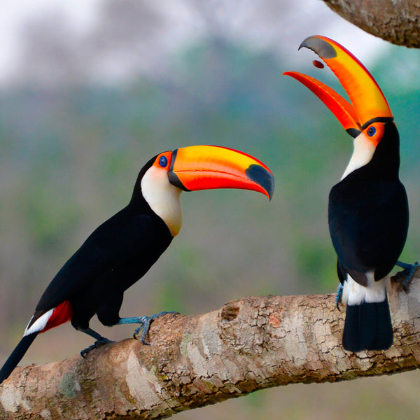 Pop that Seed, Taco Toucan, Brazil, by Robert Ross