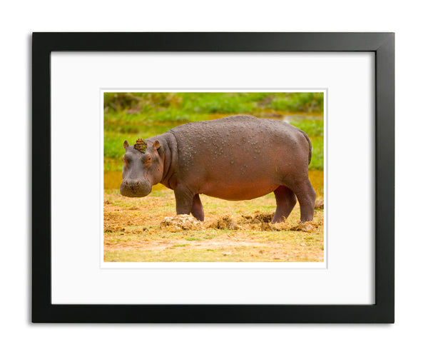 Queens Hat Hippo, Kenya, by Robert Ross