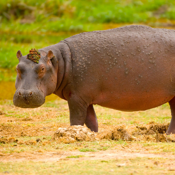Queens Hat Hippo, Kenya, by Robert Ross