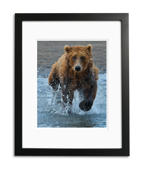 Racing for Food, Hallo Bay, Alaska, by Robert Ross