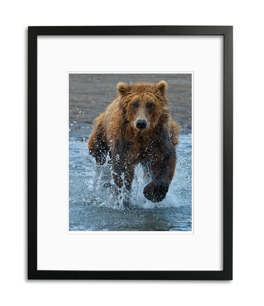 Racing for Food, Hallo Bay, Alaska, by Robert Ross