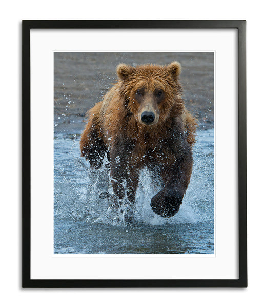 Racing for Food, Hallo Bay, Alaska, by Robert Ross