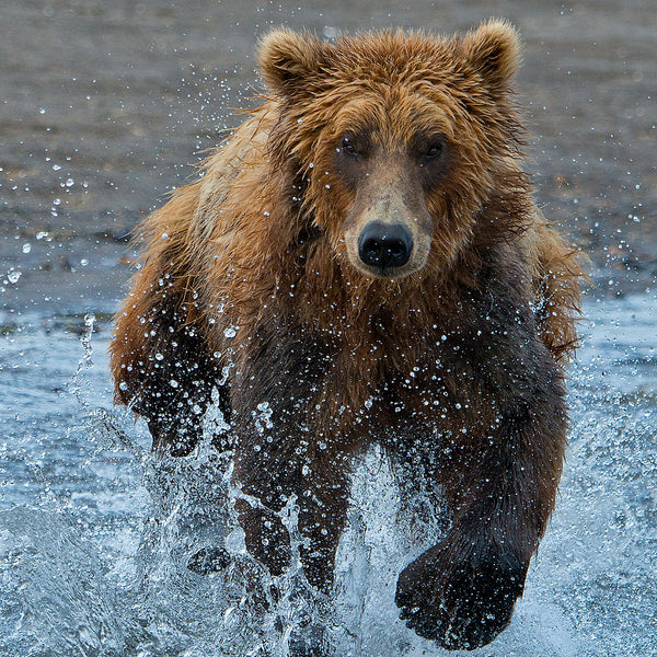 Racing for Food, Hallo Bay, Alaska, by Robert Ross