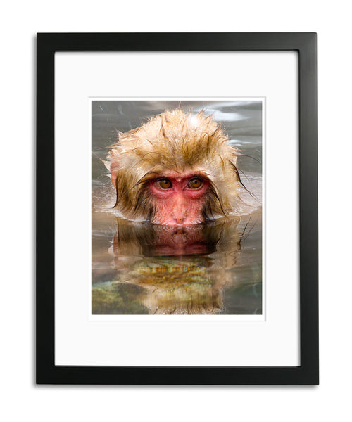 Reflection, Snow Monkey, Japan, by Robert Ross