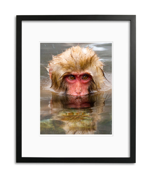 Reflection, Snow Monkey, Japan, by Robert Ross