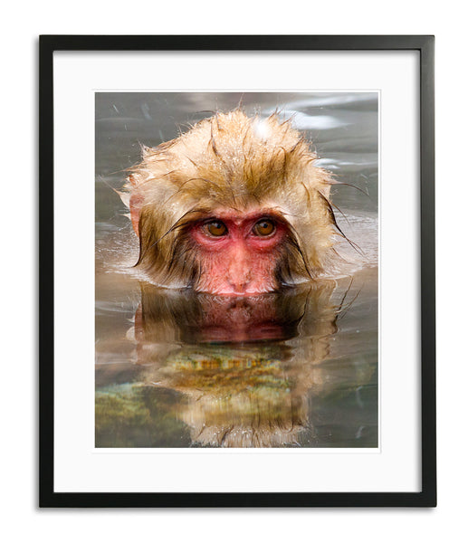 Reflection, Snow Monkey, Japan, by Robert Ross