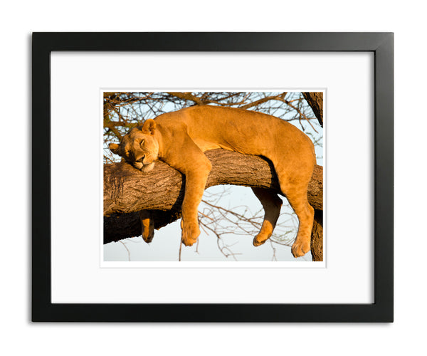 Relaxed Female Lion, Tanzania, by Robert Ross