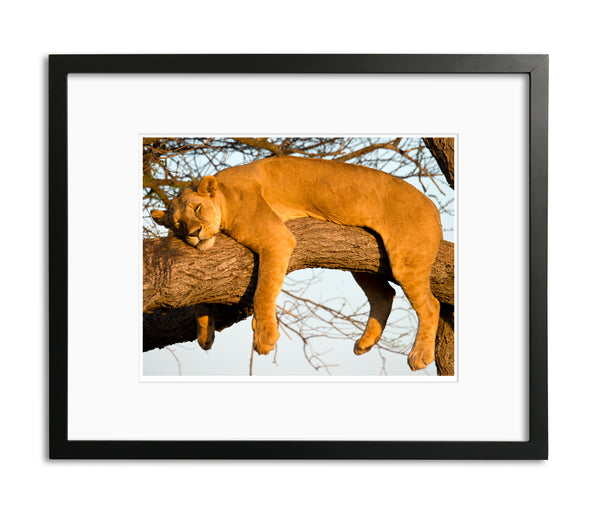 Relaxed Female Lion, Tanzania, by Robert Ross
