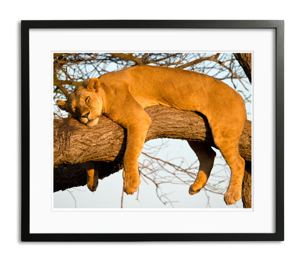 Relaxed Female Lion, Tanzania, by Robert Ross