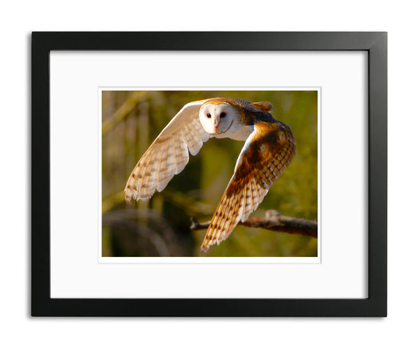 Silent Flight, Barn Owl, Arizona, by Robert Ross