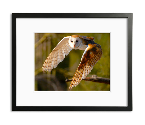 Silent Flight, Barn Owl, Arizona, by Robert Ross