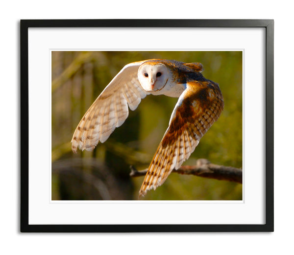 Silent Flight, Barn Owl, Arizona, by Robert Ross