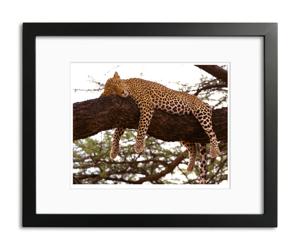 Sleeping Leopard, Kenya, by Robert Ross